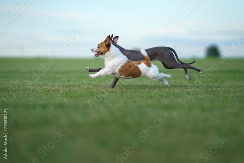 A Jack Russell Terrier dog and a Greyhound engage in a high-speed chase, the Terrier ears flapping with the force of its acceleration. High quality photo photo