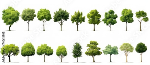 types of plants isolated white background