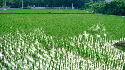 日本の田んぼの風景です。撮影は6月の春日部市(関東)になります。 この田んぼにはカルガモが訪れます(掲載写真あり)カルガモは田んぼの雑草を食べてくれ除草の効果があります。また田んぼの泥をかき回してくれるので栄養素を稲にもたらします。