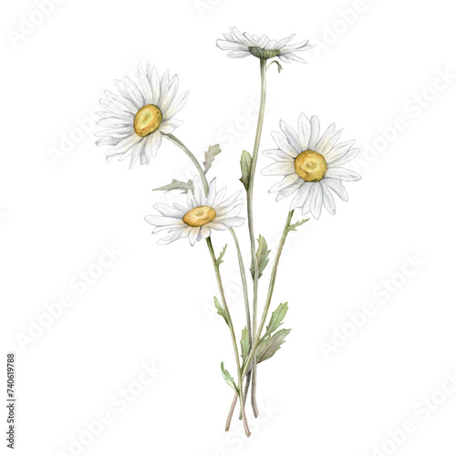 Watercolor Daisy. Hand drawn illustration of Chamomile. bouquet of white blossom flowers on isolated background. Drawing botanical clipart invitation cards. Hand painted summer rustic wildflowers.