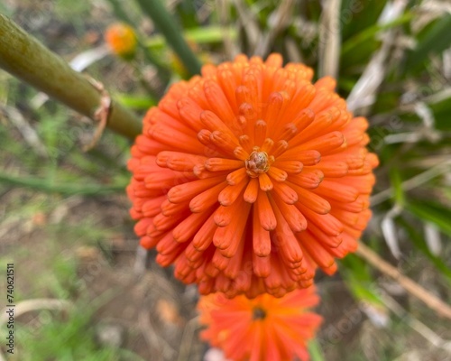 orange flower, red hot poker flowers / torch lily flowers, Kniphofia uvaria photo