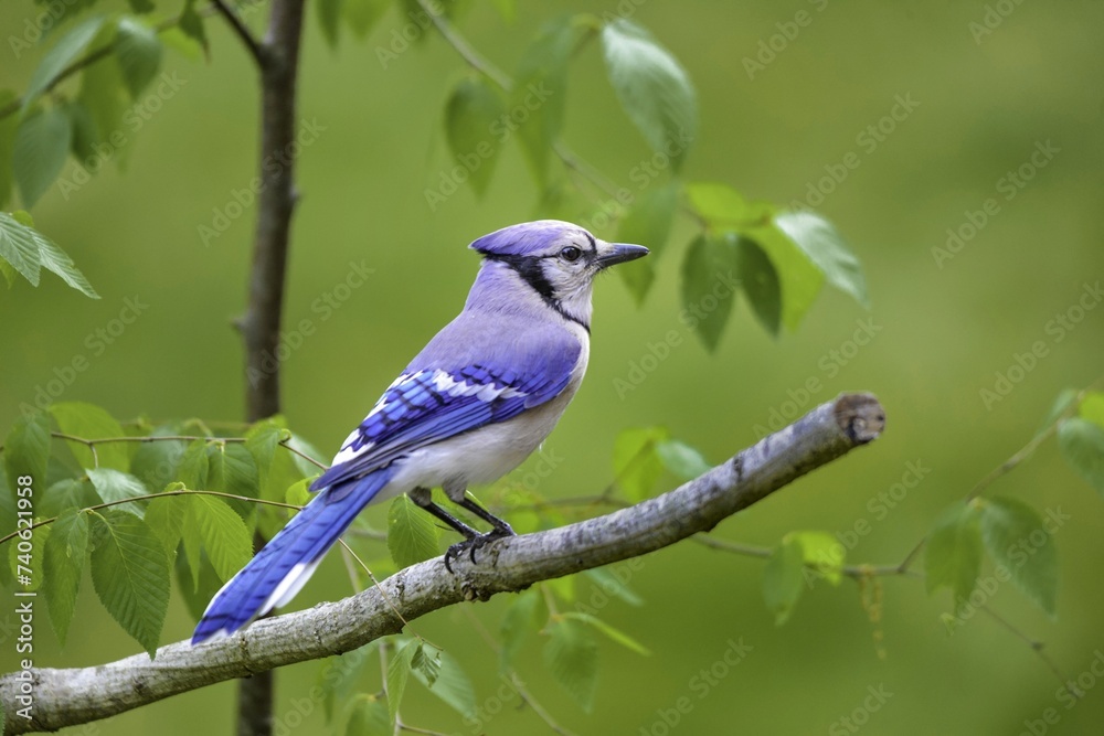 a blue bird perched on a branch with many green leaves