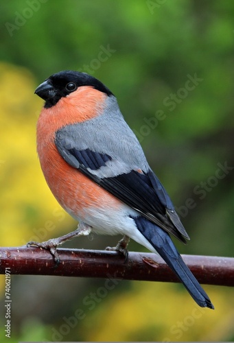 Small Bullfinch with orange, grey, and black plumage on its chest