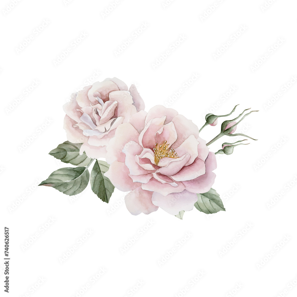 Composition of pink rose hip flowers with buds and leaves, Victorian style rose. Floral watercolor illustration