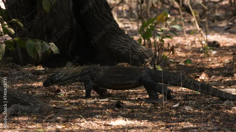 Young Komodo dragon (Varanus komodoensis) walking in Rinca island, Indonesia Young Komodo dragon (Varanus komodoensis) walking in Rinca island, Indonesia