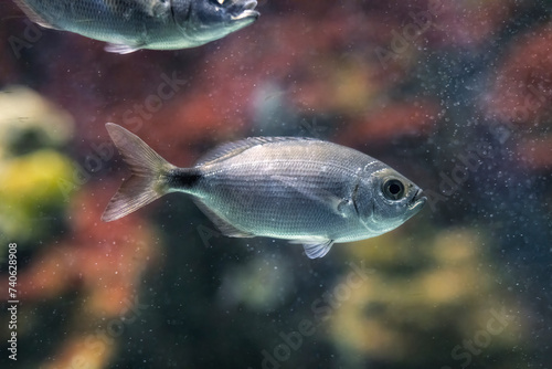 Occhiata, Jata, all'Acquario di Livorno, Toscana, Italia
