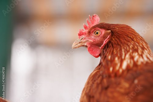 chicken close-up of an eco-poultry farm in winter, free-range chicken farm © st.kolesnikov