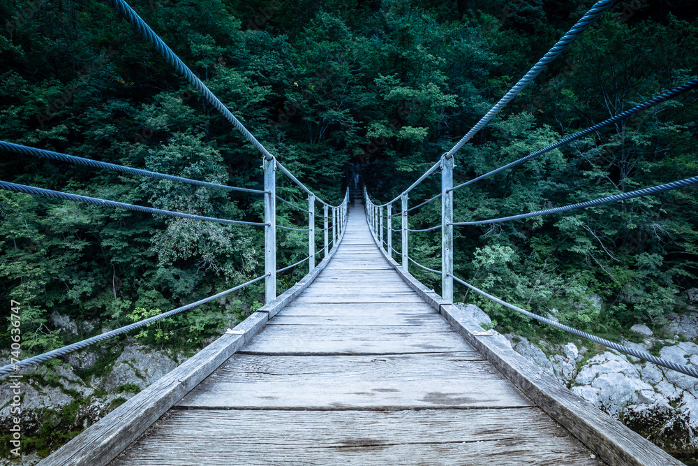 Fototapeta premium suspension bridge in the forest