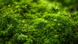 A lush moss texture background, highlighting the vibrant green and soft, velvety surface of natural moss.