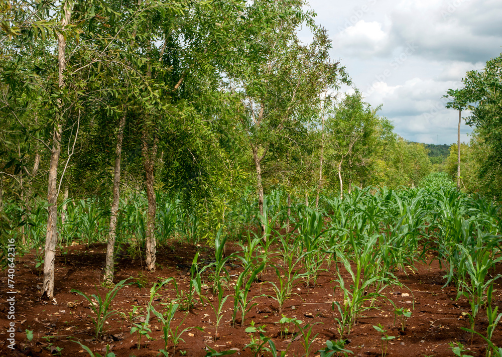 Cajuput trees (Melaleuca cajuputi) and young corn plants growing on the dry land