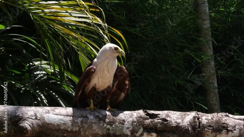 The African fish eagle (Icthyophaga vocifer) or the African sea eagle photo