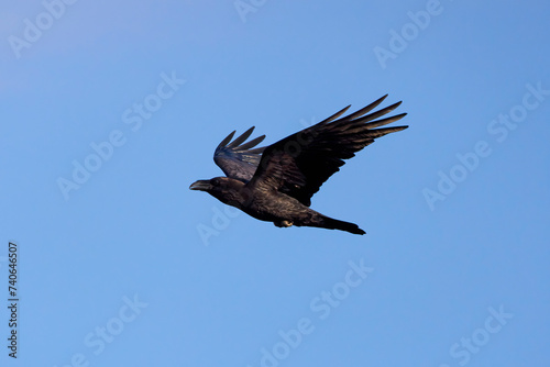 a crow flying in the blue sky.