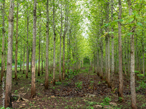 Young teak forest plantation in Gunung Kidul, Yogyakarta, Indonesia