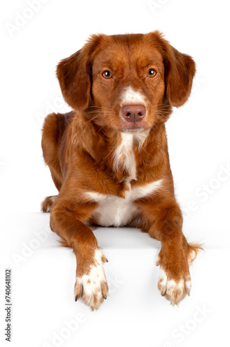 Fototapeta Naklejka Na Ścianę i Meble -  Golden brown with white dog, laying down facing front with paws over egde, looking to camera, isolated on a white background