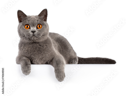 Blue british shorthair with very orange eyes, laying down facing front paws hanging over edge, looking to camera, isolated on a white background