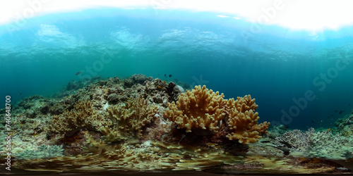 Fototapeta Naklejka Na Ścianę i Meble -  Beautiful underwater scene and hard coral reef with fishes. Undersea world. 360-Degree view.