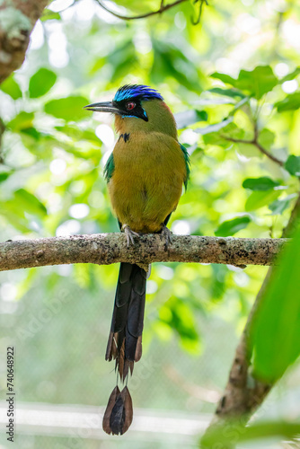 The Amazonian motmot (Momotus momota) is a colorful near-passerine bird in the family Momotidae. It is found in the Amazon lowlands and low Andean foothills. photo