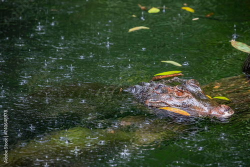 a Cuvier's dwarf caiman is in the pond.
It is a small crocodilian in the alligator family from northern and central South America. 
It lives in riverine forests, flooded forests near lakes.