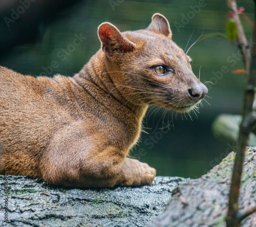 The fossa (Cryptoprocta ferox) is resting on the tree. 
A cat-like,  the largest mammalian carnivore on the island of Madagascar.