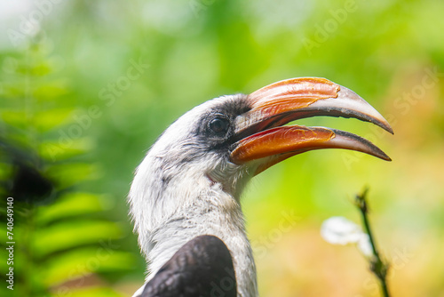 A male Von der Decken's hornbill.
It is a hornbill found in East Africa. 
It is found mainly in thorn scrub and similar arid habitats. 
The species shows sexual dimorphism