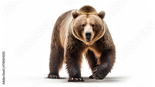 Grizzly bear on white background