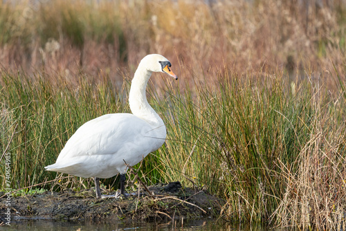 A single, beautiful Mute swan (Cygnus olor) stands on land by the edge of the water within a reedbed habitat.