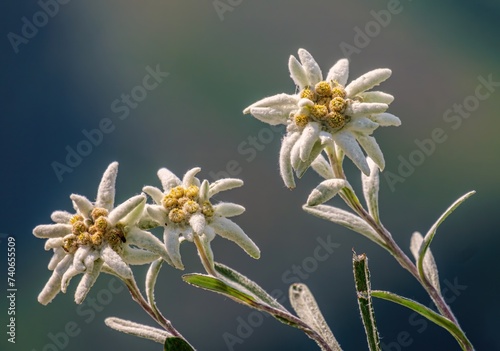 Photos Edelweiss (Leontopodium nivale): The enchanting flower of alpine majesty