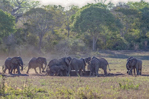 African bush elephant. Arabuko Sokoke National Park  Kenya.