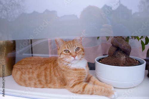 Katze auf der Fensterbank