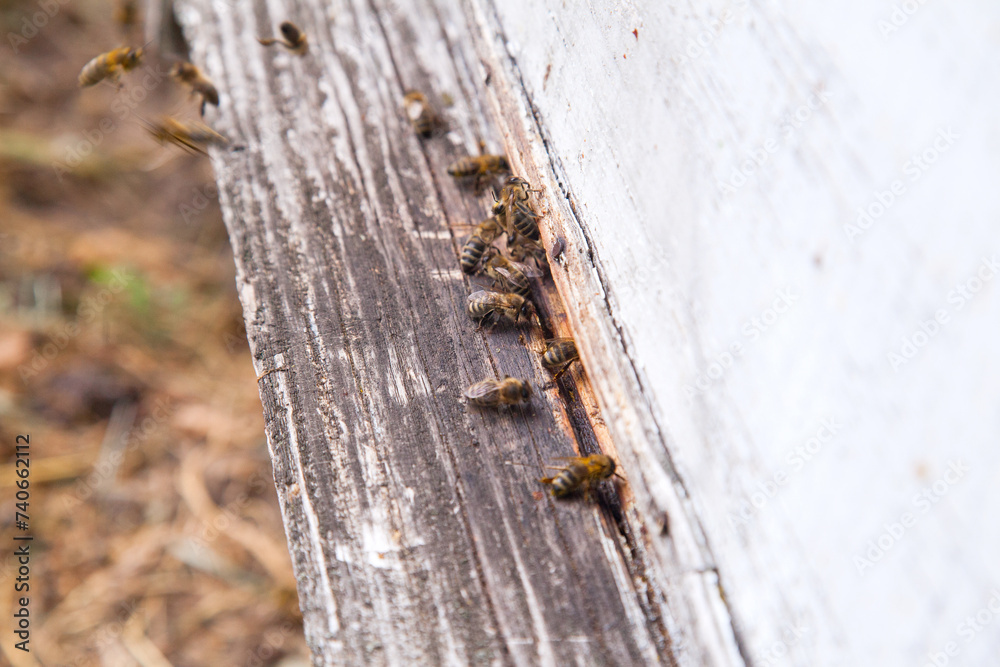 Swarming bees at the entrance of white beehive in apiary.. Swarming bees at the entrance of white beehive in apiary..