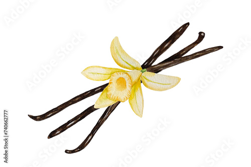 Watercolor vanilla pods and flower, bunch of dried beans, hand painted on paper, white background, for design, cookbook, recipes, cosmetics, backgrounds