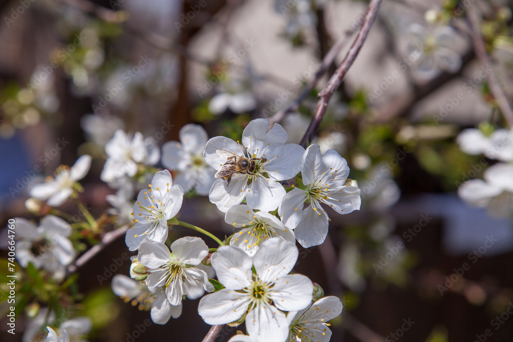 Honeybee on white flower of cherry tree collecting pollen and nectar to make sweet honey with medicinal benefits..