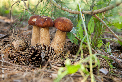 Triple porcini mushroom grows in pine tree forest at autumn season..