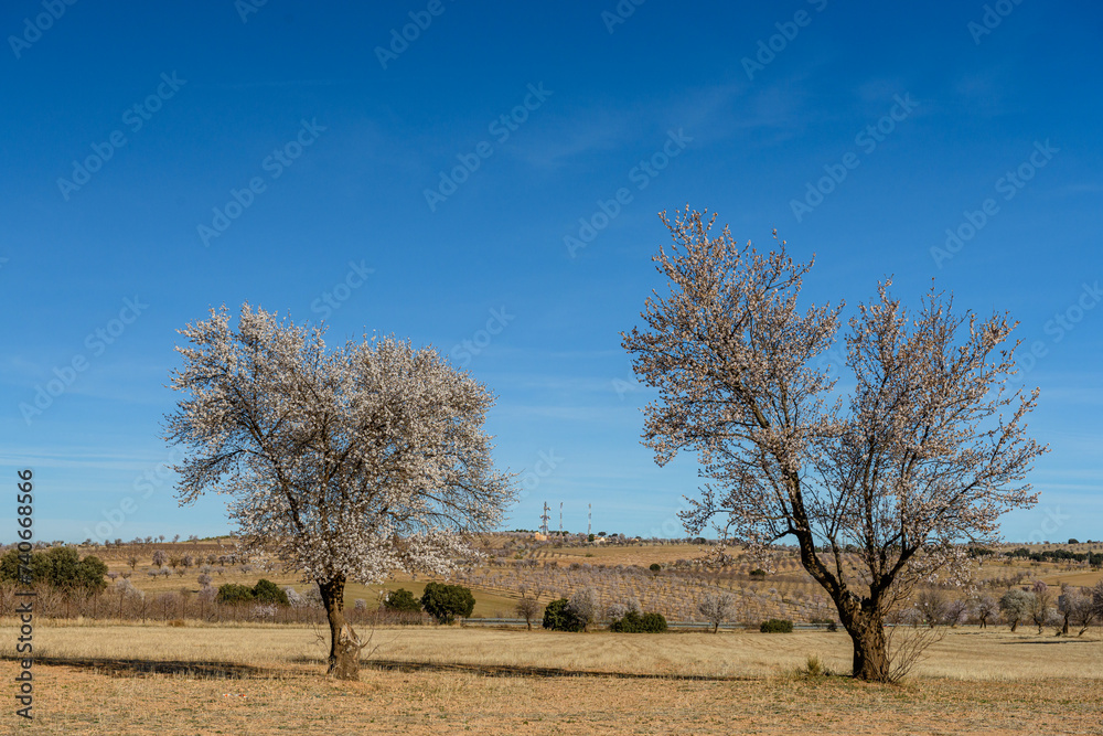 Almond Trees in Full Bloom Against Clear Blue Sky Almond Trees in Full Bloom Against Clear Blue Sky