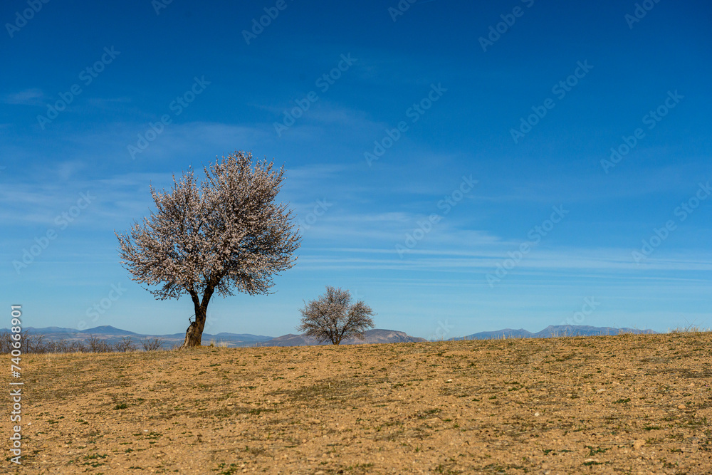 Solitary Almond Tree in Full Blossom Against Blue Sky Solitary Almond Tree in Full Blossom Against Blue Sky