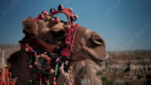 Close up of the camel face. The Arabian camel is the undisputed favorite animal of the populations of the Arab world. Travel tourism background safari adventure. Camel relaxing in desert photo