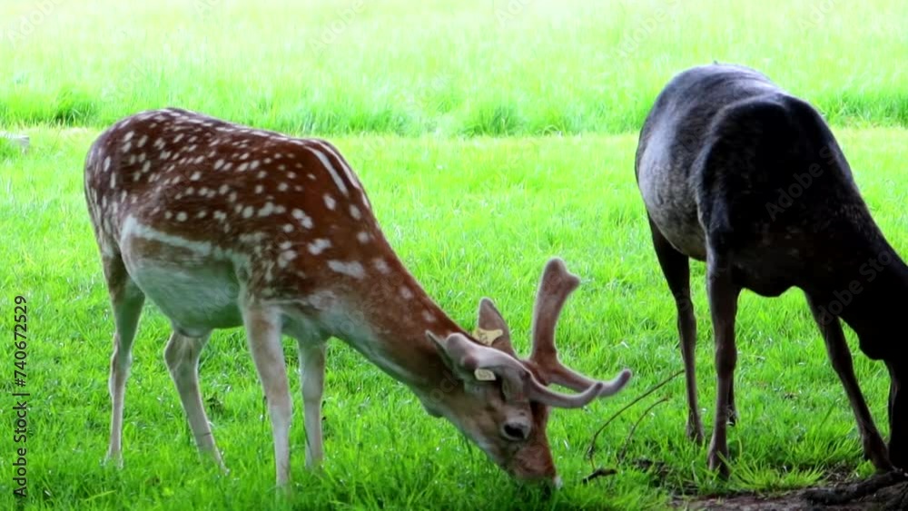 Spotted brown deer grazing grass next to a black one in Phoenix Park Spotted brown deer grazing grass next to a black one in Phoenix Park