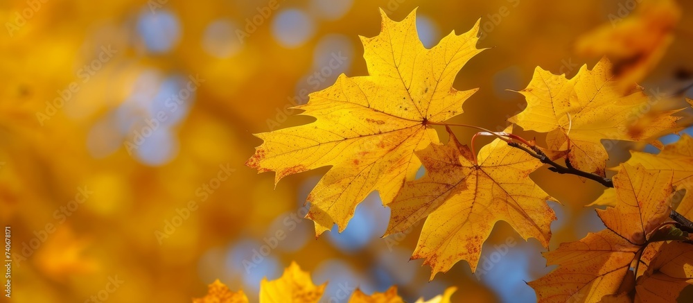 Vibrant close up of a vibrant yellow maple leaf with intricate details and texture in autumn season Vibrant close up of a vibrant yellow maple leaf with intricate details and texture in autumn season
