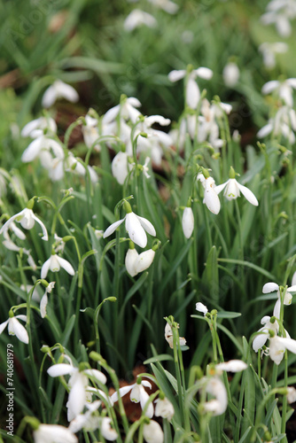 Macro image of a patch of Snowdrops