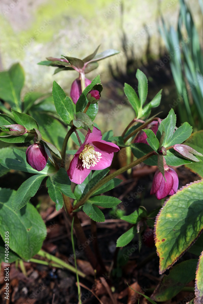 Purple Lenten Rose blooms in winter sunshine, Derbyshire England Purple Lenten Rose blooms in winter sunshine, Derbyshire England