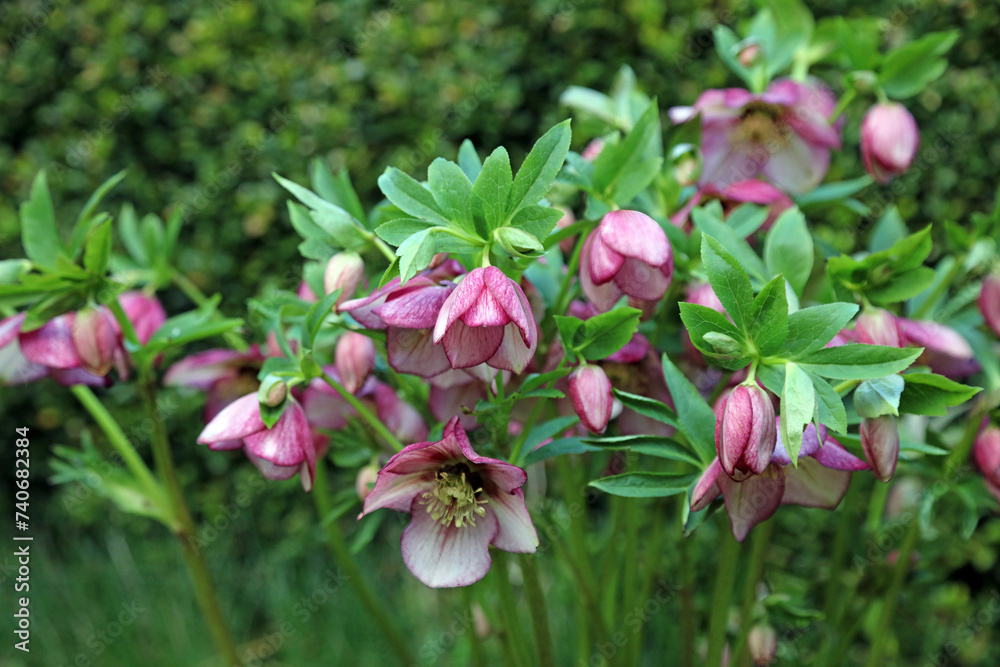 Purple Lenten Rose blooms starting to open, Derbyshire England
Purple Lenten Rose blooms starting to open, Derbyshire England