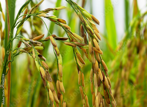 Yellowish paddy rice ready to harvest