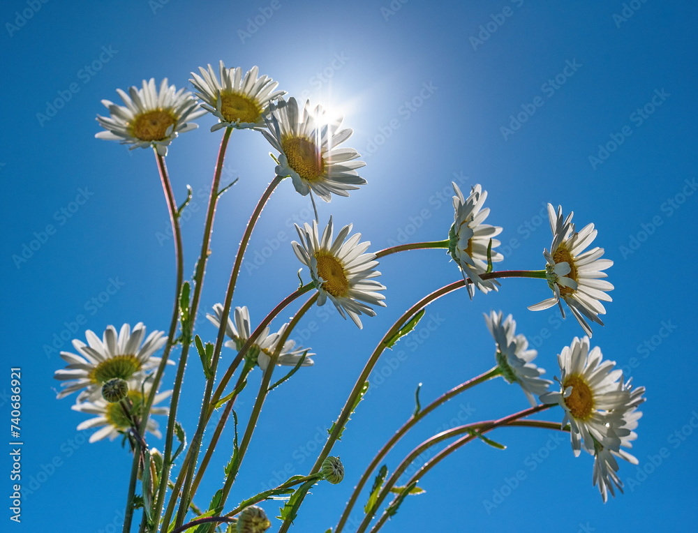 Chamomile wildflowers against a background of sun rays and blue sky