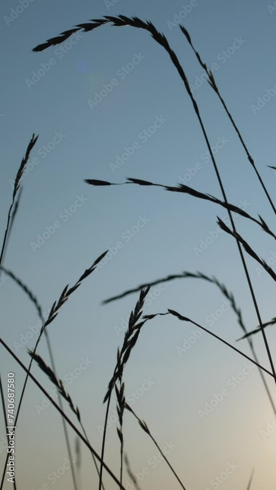 Vertical meadow sunset background dry grass sky Vertical meadow sunset background dry grass sky