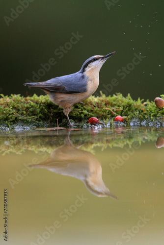 A Nuthatch perched by water, with moss and red berries, and a clear reflection beneath it. photo