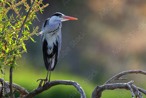 Grey Heron perched on a branch at dusk, with a soft bokeh background of trees and sunset light photo