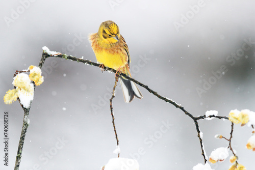 Yellow bird perched on a snowy branch in winter