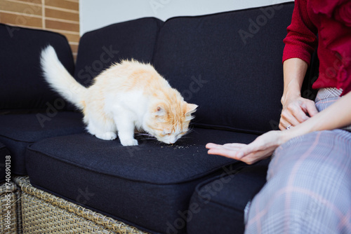 Cat shedding fur on couch with owner nearby photo