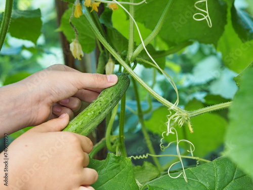 Child is hands picking fresh organic cucumbers while picking vegetables in the home garden. Healthy homemade vegetarian food for kids. Summer vacation in the country.