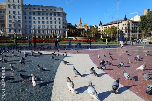 Pigeons of Placa Catalunya square in Barcelona photo